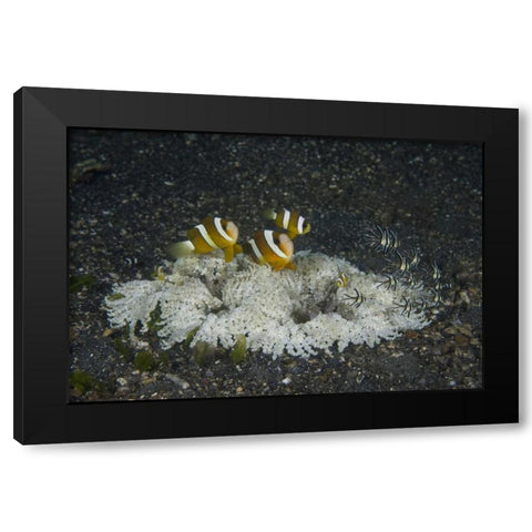 Indonesia, A ringed anemone community Black Modern Wood Framed Art Print with Double Matting by Shimlock, Jones
