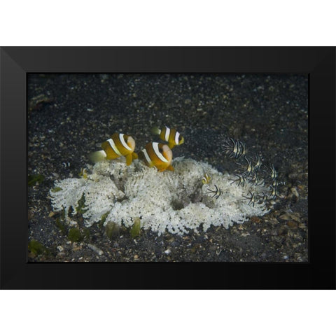 Indonesia, A ringed anemone community Black Modern Wood Framed Art Print by Shimlock, Jones