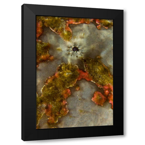 Indonesia, Sulawesi Isl, Lembeh Strait Frogfish Black Modern Wood Framed Art Print by Shimlock, Jones