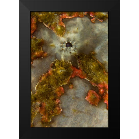 Indonesia, Sulawesi Isl, Lembeh Strait Frogfish Black Modern Wood Framed Art Print by Shimlock, Jones