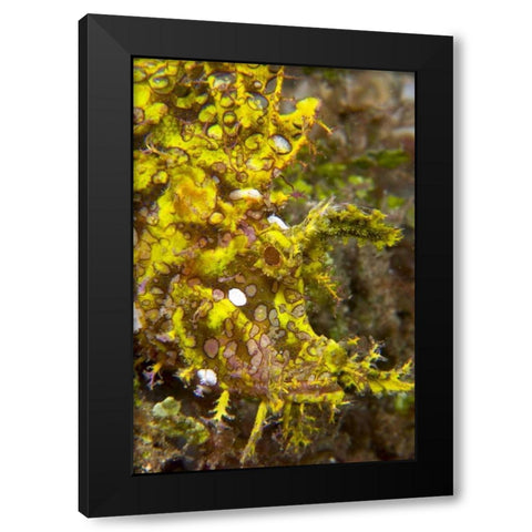 Indonesia, Sulawesi Isl, Rhinopias scorpionfish Black Modern Wood Framed Art Print with Double Matting by Shimlock, Jones