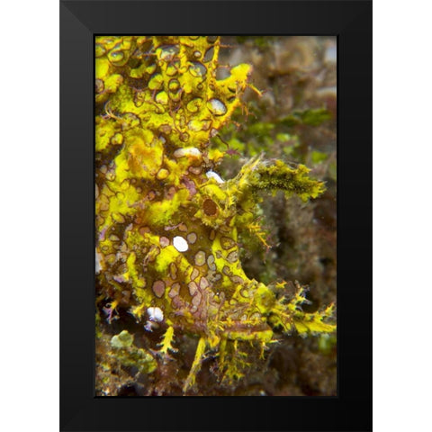 Indonesia, Sulawesi Isl, Rhinopias scorpionfish Black Modern Wood Framed Art Print by Shimlock, Jones