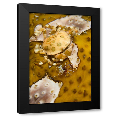 Indonesia, A swimming crab and bumble-bee shrimp Black Modern Wood Framed Art Print with Double Matting by Shimlock, Jones
