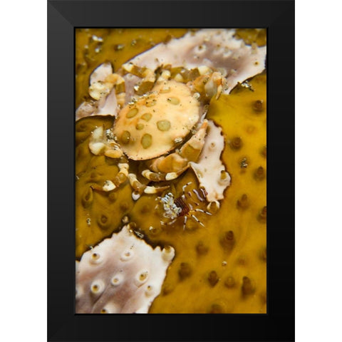 Indonesia, A swimming crab and bumble-bee shrimp Black Modern Wood Framed Art Print by Shimlock, Jones