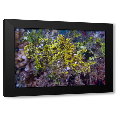 Indonesia, Sulawesi Isl, Rhinopias scorpionfish Black Modern Wood Framed Art Print with Double Matting by Shimlock, Jones