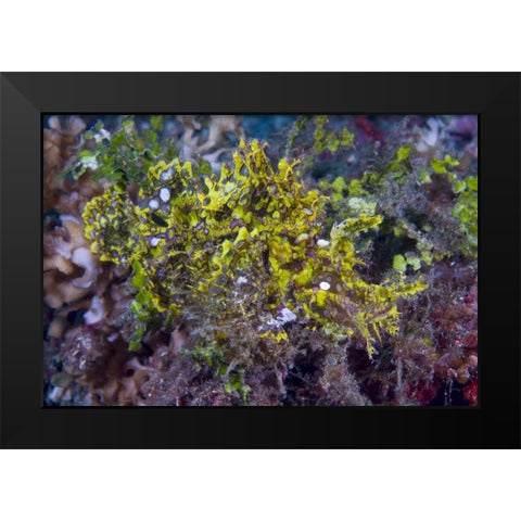 Indonesia, Sulawesi Isl, Rhinopias scorpionfish Black Modern Wood Framed Art Print by Shimlock, Jones