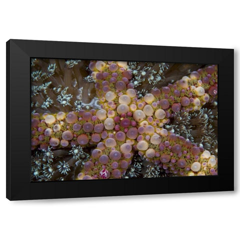 Indonesia, Sulawesi Island An exotic starfish Black Modern Wood Framed Art Print with Double Matting by Shimlock, Jones