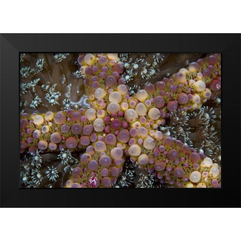 Indonesia, Sulawesi Island An exotic starfish Black Modern Wood Framed Art Print by Shimlock, Jones