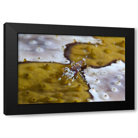 Indonesia, Lembeh Strait Bumble-bee shrimp Black Modern Wood Framed Art Print with Double Matting by Shimlock, Jones