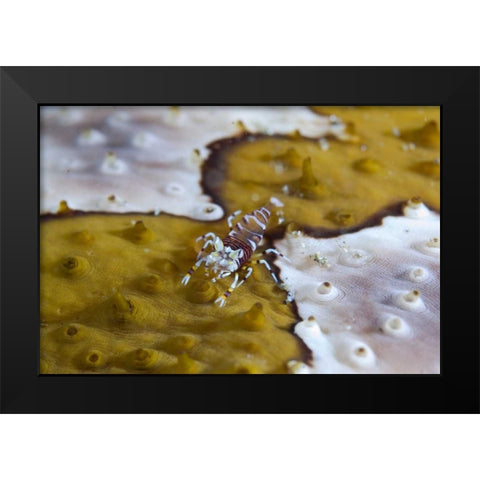 Indonesia, Lembeh Strait Bumble-bee shrimp Black Modern Wood Framed Art Print by Shimlock, Jones