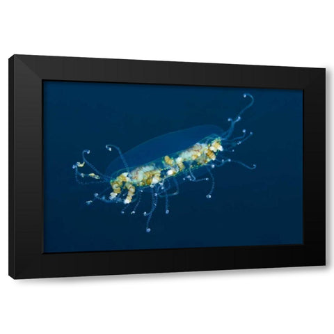 Indonesia, Lembeh Strait Adult jellyfish Black Modern Wood Framed Art Print with Double Matting by Shimlock, Jones