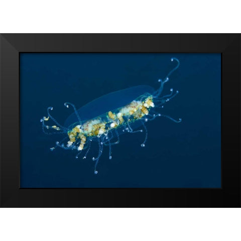 Indonesia, Lembeh Strait Adult jellyfish Black Modern Wood Framed Art Print by Shimlock, Jones
