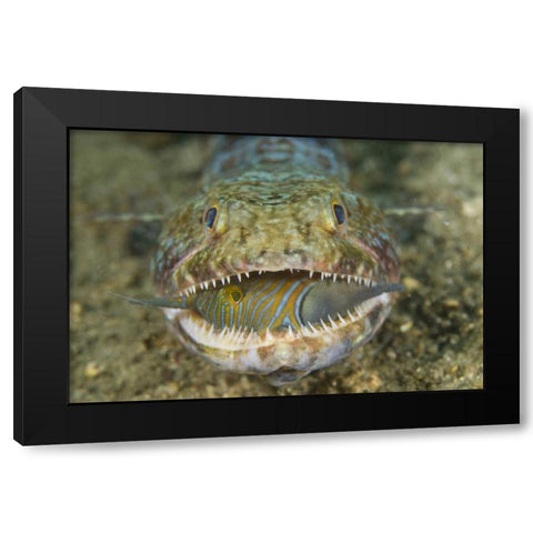 Lizardfish eating, Sulawesi Island, Indonesia Black Modern Wood Framed Art Print with Double Matting by Shimlock, Jones