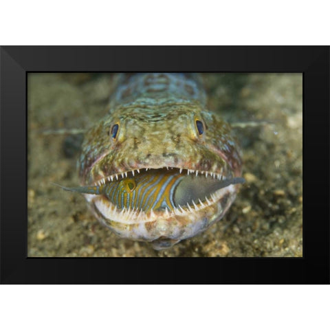 Lizardfish eating, Sulawesi Island, Indonesia Black Modern Wood Framed Art Print by Shimlock, Jones