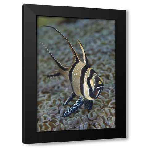 Banggai cardinalfish, Sulawesi Island, Indonesia Black Modern Wood Framed Art Print by Shimlock, Jones