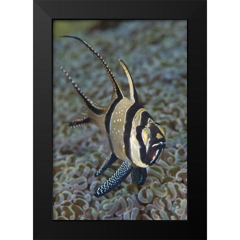 Banggai cardinalfish, Sulawesi Island, Indonesia Black Modern Wood Framed Art Print by Shimlock, Jones