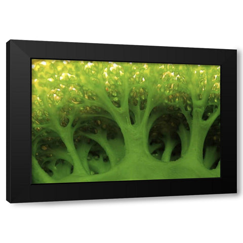 Large sea squirt, Buyat, Sulawesi, Indonesia Black Modern Wood Framed Art Print by Shimlock, Jones