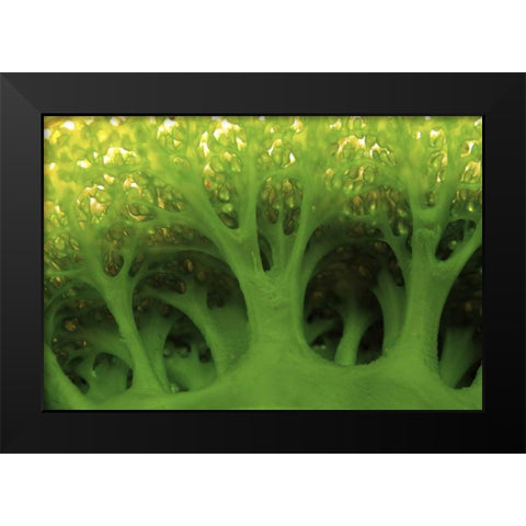 Large sea squirt, Buyat, Sulawesi, Indonesia Black Modern Wood Framed Art Print by Shimlock, Jones