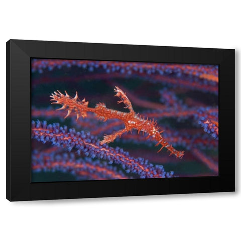 Pipefish among sea whips, Triton Bay, Indonesia Black Modern Wood Framed Art Print with Double Matting by Shimlock, Jones