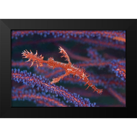 Pipefish among sea whips, Triton Bay, Indonesia Black Modern Wood Framed Art Print by Shimlock, Jones
