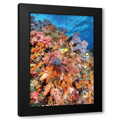 Indonesia, Papua Vibrant coral Reef Scenic Black Modern Wood Framed Art Print with Double Matting by Shimlock, Jones