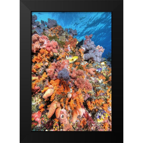 Indonesia, Papua Vibrant coral Reef Scenic Black Modern Wood Framed Art Print by Shimlock, Jones