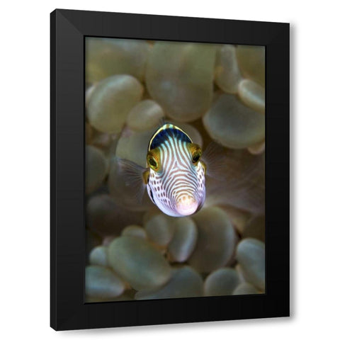 Front close-up of pufferfish, Ambon, Indonesia Black Modern Wood Framed Art Print by Shimlock, Jones
