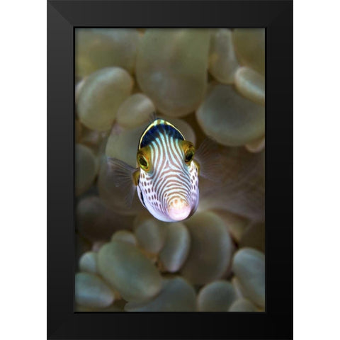 Front close-up of pufferfish, Ambon, Indonesia Black Modern Wood Framed Art Print by Shimlock, Jones