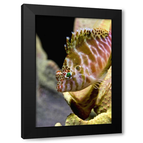 Hawkfish among corals, Ambon, Indonesia Black Modern Wood Framed Art Print by Shimlock, Jones