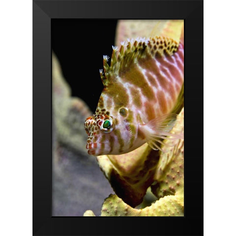 Hawkfish among corals, Ambon, Indonesia Black Modern Wood Framed Art Print by Shimlock, Jones