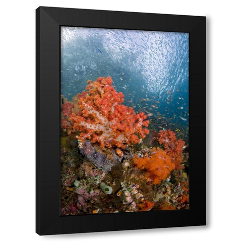 Fish swims by coral, Triton Bay, Papua, Indonesia Black Modern Wood Framed Art Print by Shimlock, Jones