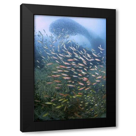 Schooling fish over black coral, Papua, Indonesia Black Modern Wood Framed Art Print with Double Matting by Shimlock, Jones