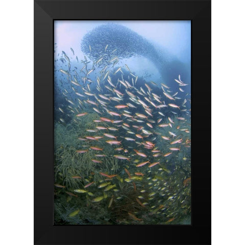 Schooling fish over black coral, Papua, Indonesia Black Modern Wood Framed Art Print by Shimlock, Jones