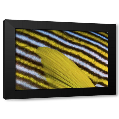 Sweetlip scales, Fak Fak, Papua, Indonesia Black Modern Wood Framed Art Print with Double Matting by Shimlock, Jones