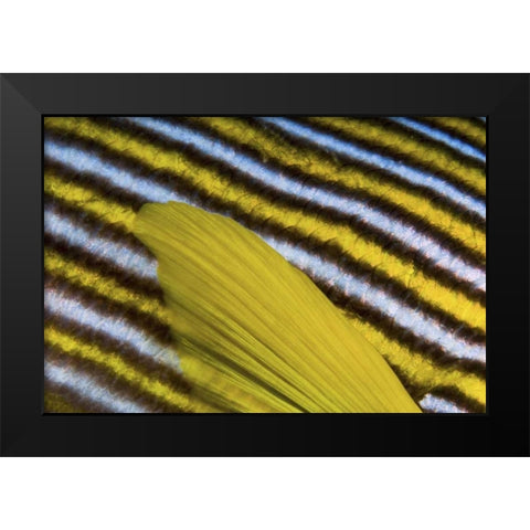 Sweetlip scales, Fak Fak, Papua, Indonesia Black Modern Wood Framed Art Print by Shimlock, Jones