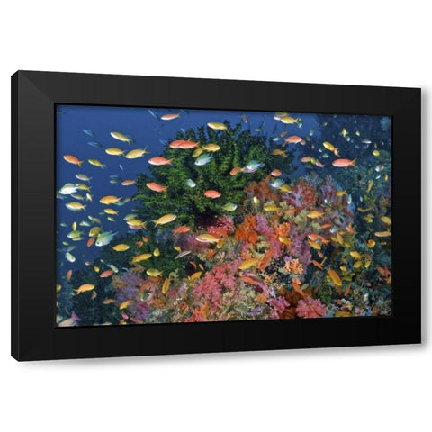 Reef scenic, Triton Bay, Papua, Indonesia Black Modern Wood Framed Art Print by Shimlock, Jones