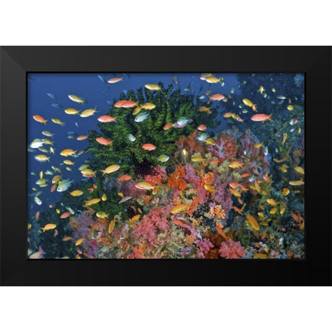 Reef scenic, Triton Bay, Papua, Indonesia Black Modern Wood Framed Art Print by Shimlock, Jones