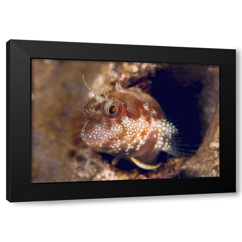 Blenny fish, Triton Bay, Papua, Indonesia Black Modern Wood Framed Art Print by Shimlock, Jones