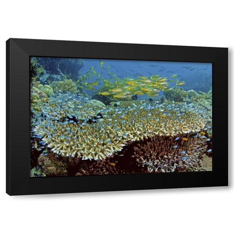 Damselfish and snappers, Misool, Papua, Indonesia Black Modern Wood Framed Art Print by Shimlock, Jones