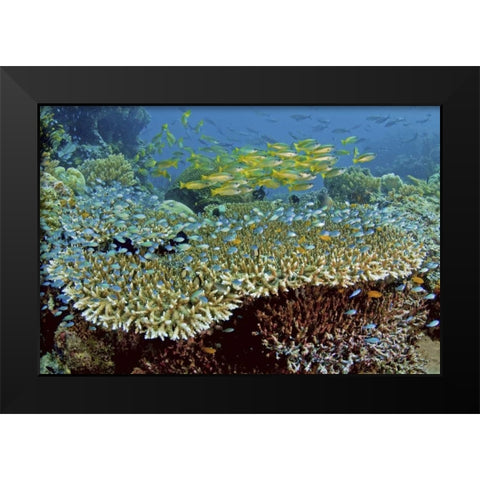 Damselfish and snappers, Misool, Papua, Indonesia Black Modern Wood Framed Art Print by Shimlock, Jones