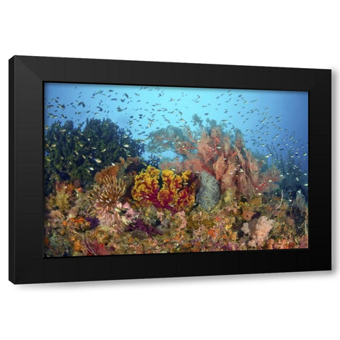Diverse reef life, Misool, Raja Ampat, Indonesia Black Modern Wood Framed Art Print by Shimlock, Jones
