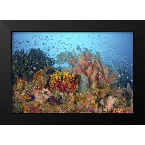 Diverse reef life, Misool, Raja Ampat, Indonesia Black Modern Wood Framed Art Print by Shimlock, Jones
