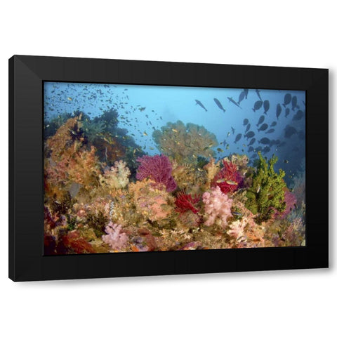 Diverse reef life, Misool, Raja Ampat, Indonesia Black Modern Wood Framed Art Print with Double Matting by Shimlock, Jones
