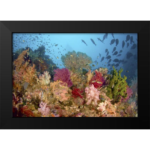 Diverse reef life, Misool, Raja Ampat, Indonesia Black Modern Wood Framed Art Print by Shimlock, Jones