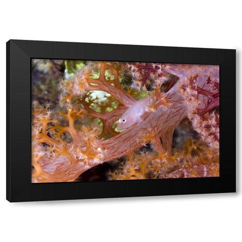 Goby fish in soft corals, Papua, Indonesia Black Modern Wood Framed Art Print by Shimlock, Jones