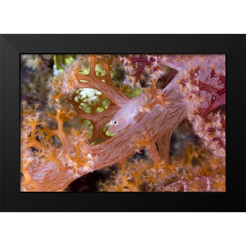 Goby fish in soft corals, Papua, Indonesia Black Modern Wood Framed Art Print by Shimlock, Jones