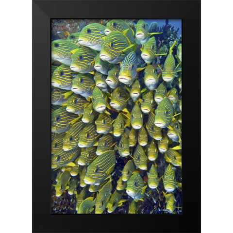 Sweetlip fish, Raja Ampat, Papua, Indonesia Black Modern Wood Framed Art Print by Shimlock, Jones