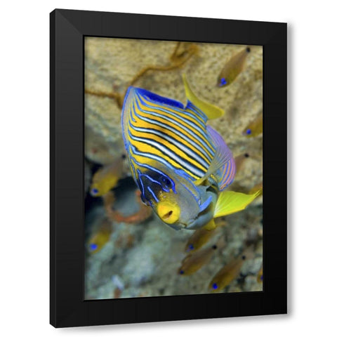 Angelfish, Raja Ampat, Papua, Indonesia Black Modern Wood Framed Art Print by Shimlock, Jones