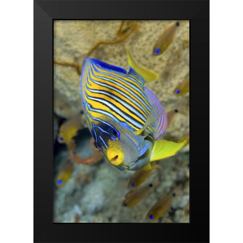 Angelfish, Raja Ampat, Papua, Indonesia Black Modern Wood Framed Art Print by Shimlock, Jones