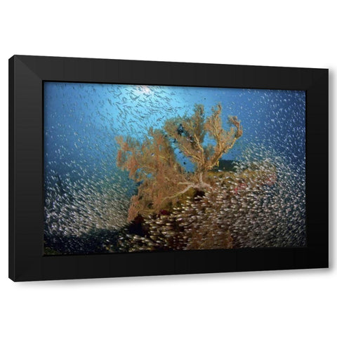 Sweeper fish school and sea fan, Papua, Indonesia Black Modern Wood Framed Art Print by Shimlock, Jones